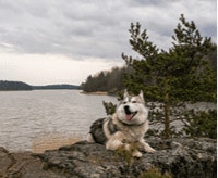 alaskan-malamute-charakter-cena-opis-rasy_1624268791354.png