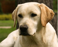 labrador-retriever_1_1624269147000.png
