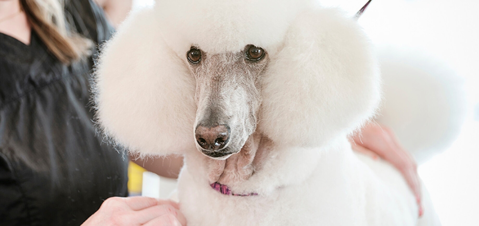 A-short-History-of-Poodle-Grooming_3.jpg