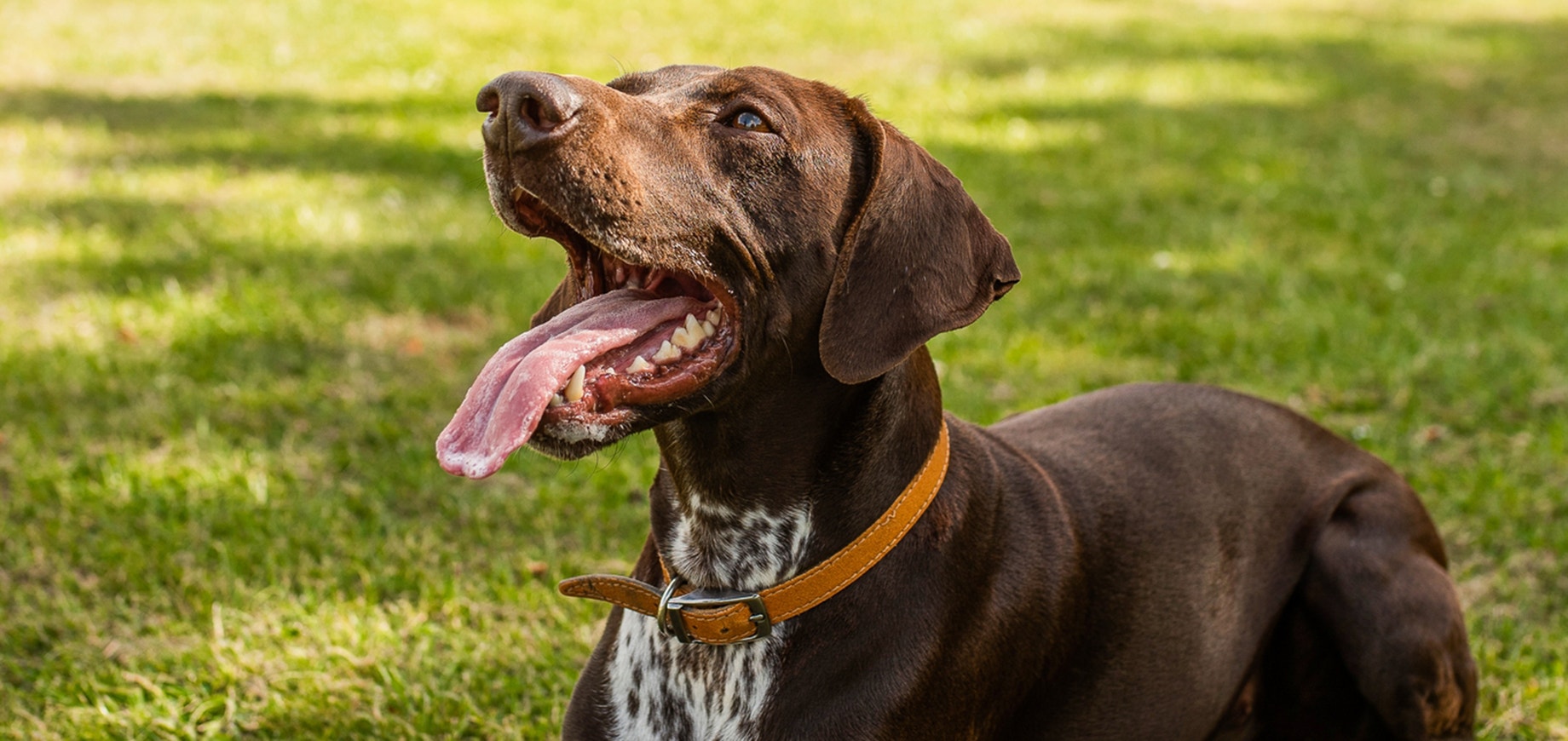 Adopcja psa policyjnego - jak wyglądają formalności i opieka nad psem?