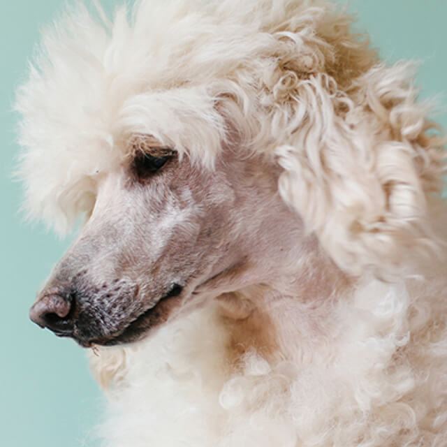 Poodle-Hair-Care_9.jpg