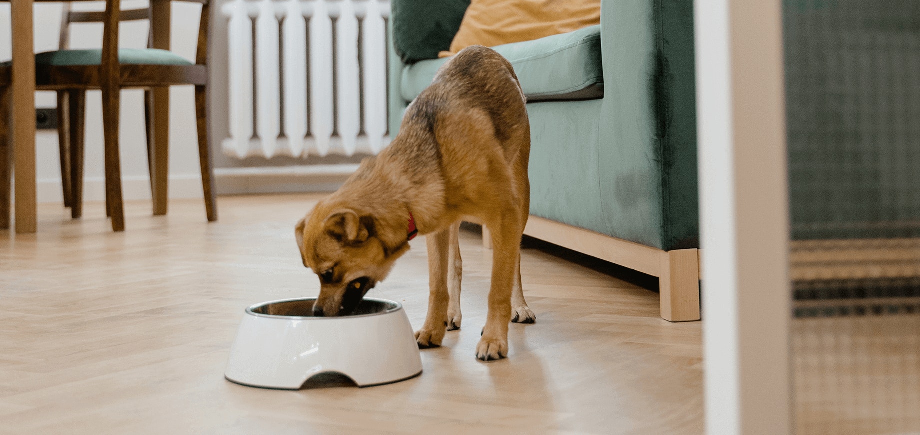 BARF - Diety dla zwierząt domowych oparte na surowym mięsie