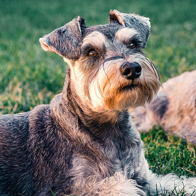 Chcesz adoptować psa? Przygotuj się!