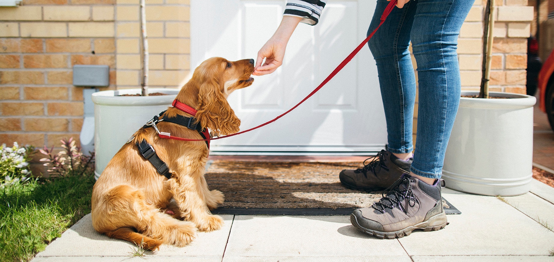 Szkolenie psa – jak zacząć?
