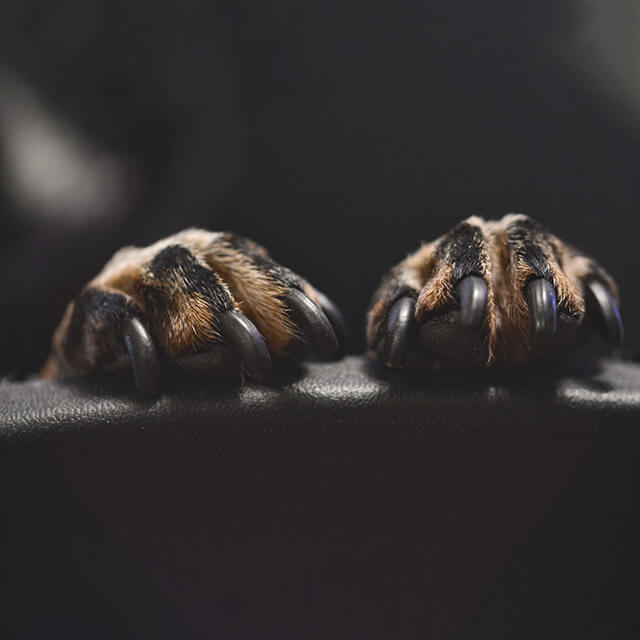 łapy psa oparte o skórzaną powierzchnię