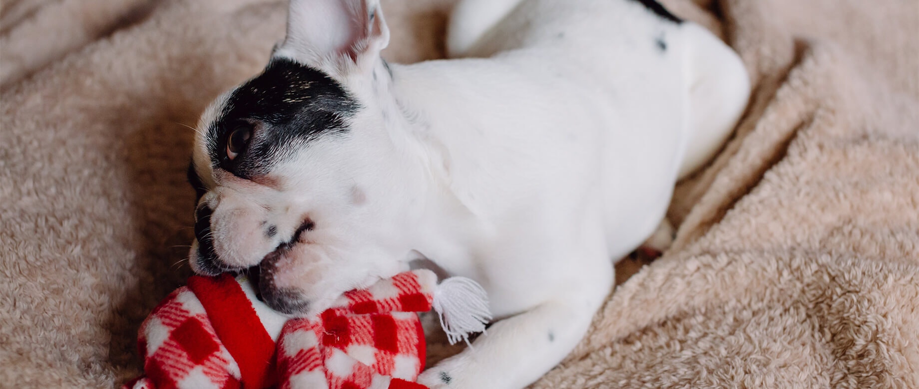 biały pies z czarną plamką na oku leżący na kocu i gryzący zabawkę
