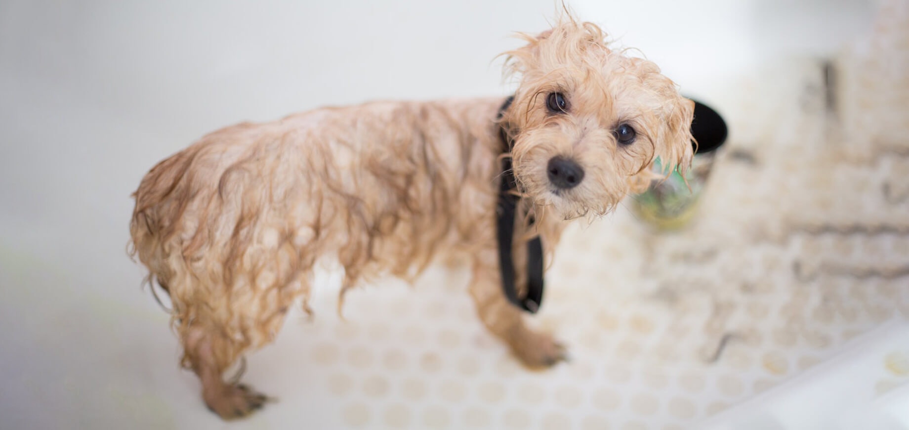 mały biały piesek z mokrą sierścią stojący w wannie