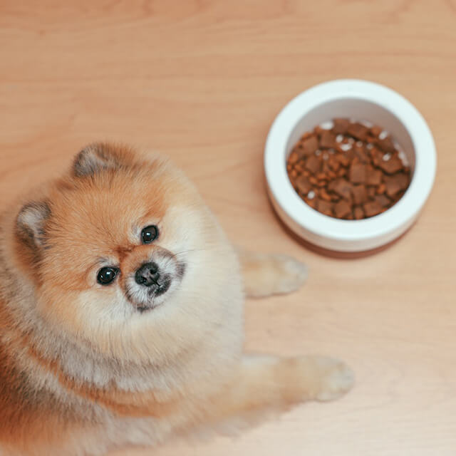 pies pomeranian leżący obok miski z jedzeniem