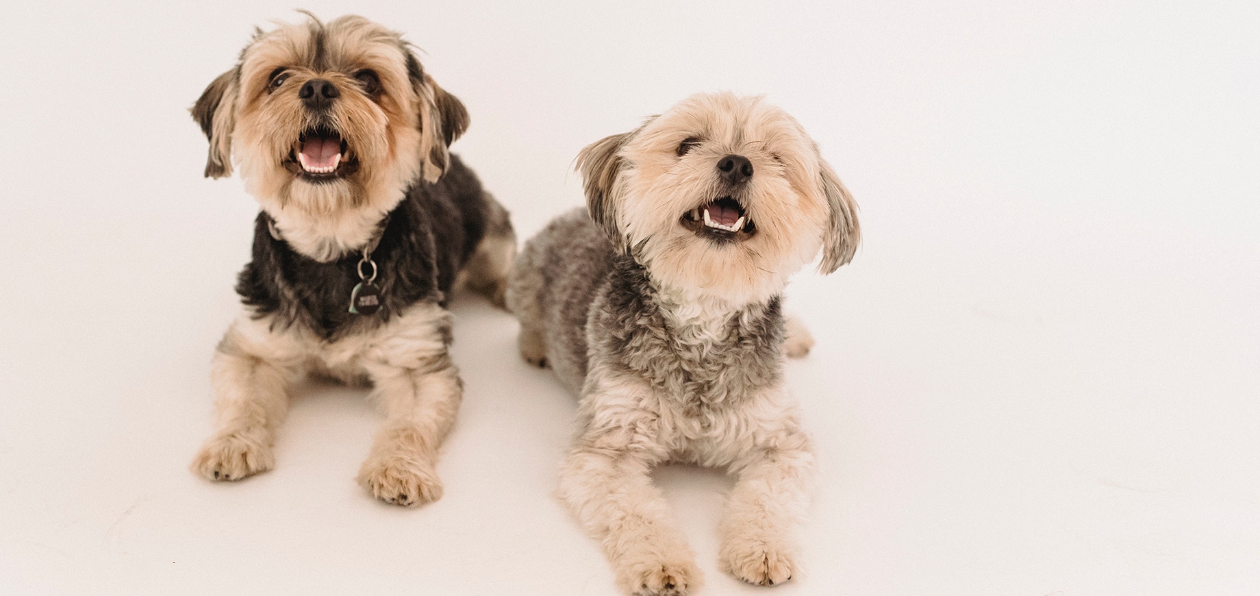 dwa małe psy leżące na białym tle