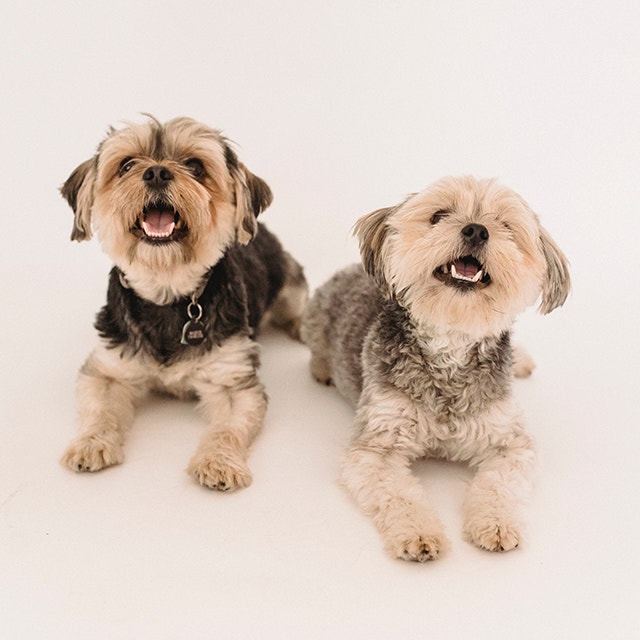 dwa małe psy leżące na białym tle