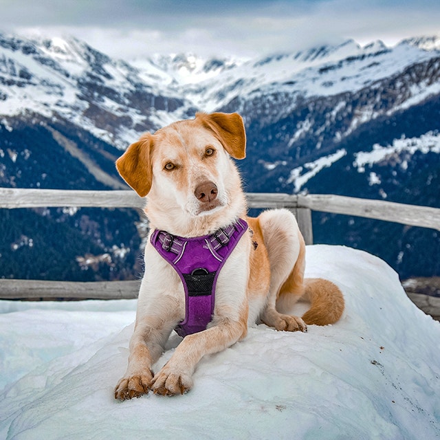 pies o jasnym futrze w fioletowych szelkach leżący na zaspie na tle gór