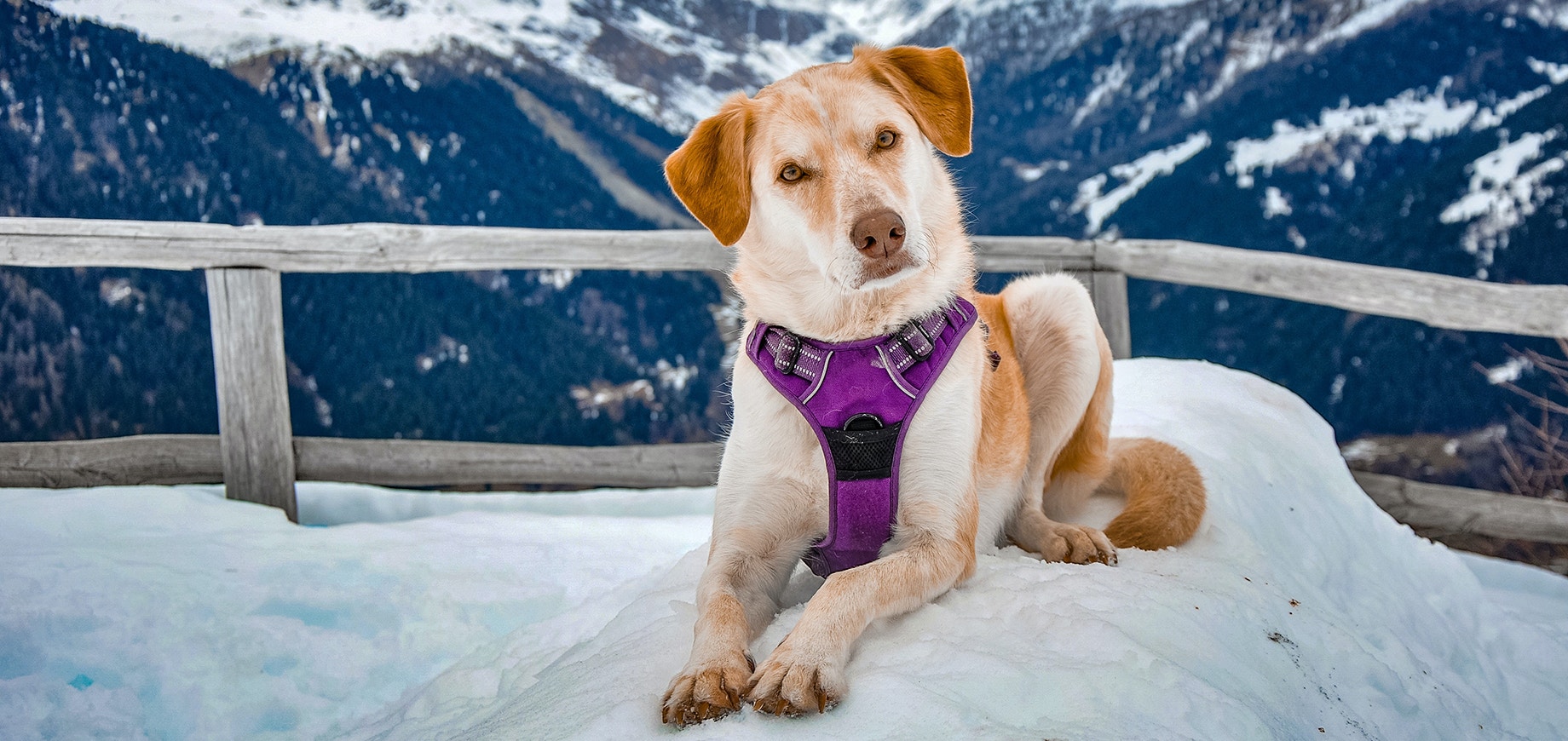 pies o jasnym futrze w fioletowych szelkach leżący na zaspie na tle gór