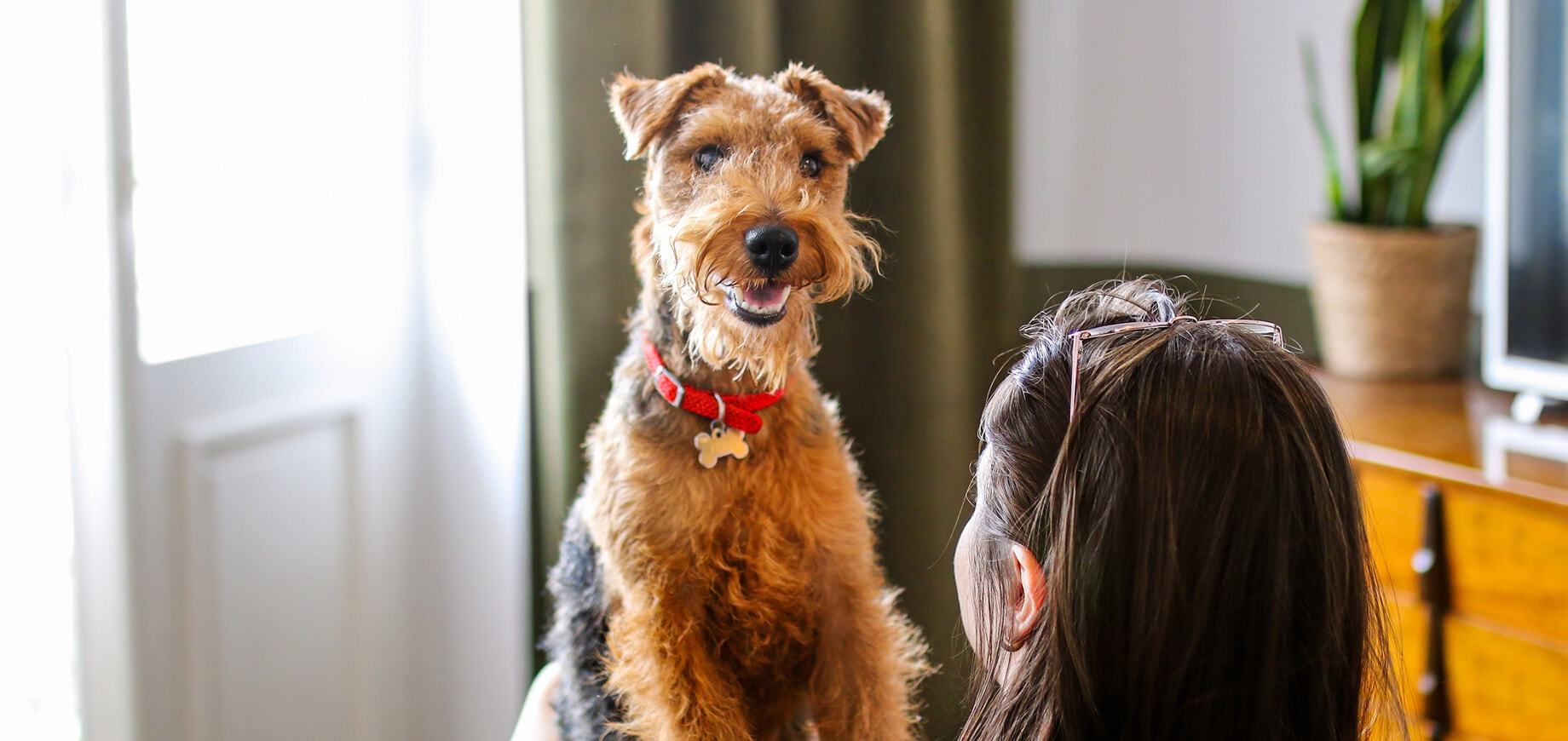 kobieta trzymająca na kolanach teriera