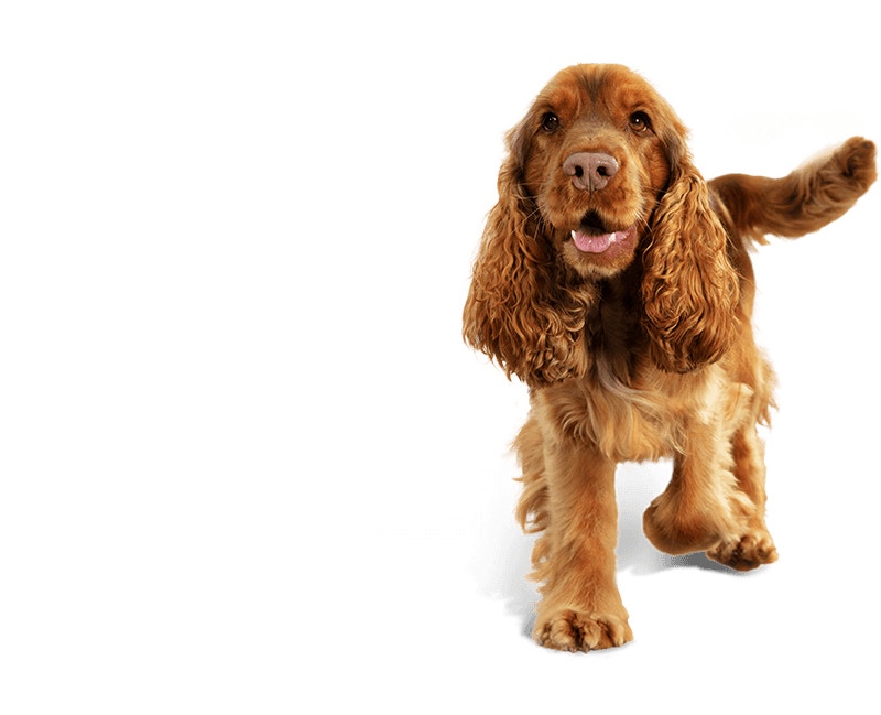 digestion background