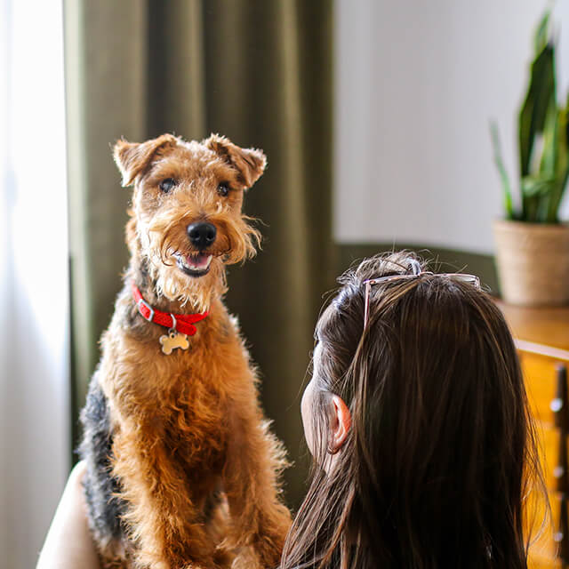 kobieta trzymająca na kolanach teriera