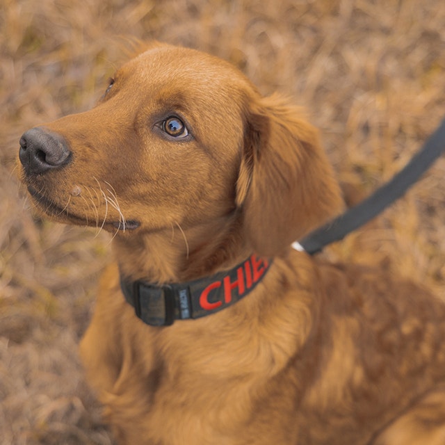 brązowy pies na tle trawy na smyczy