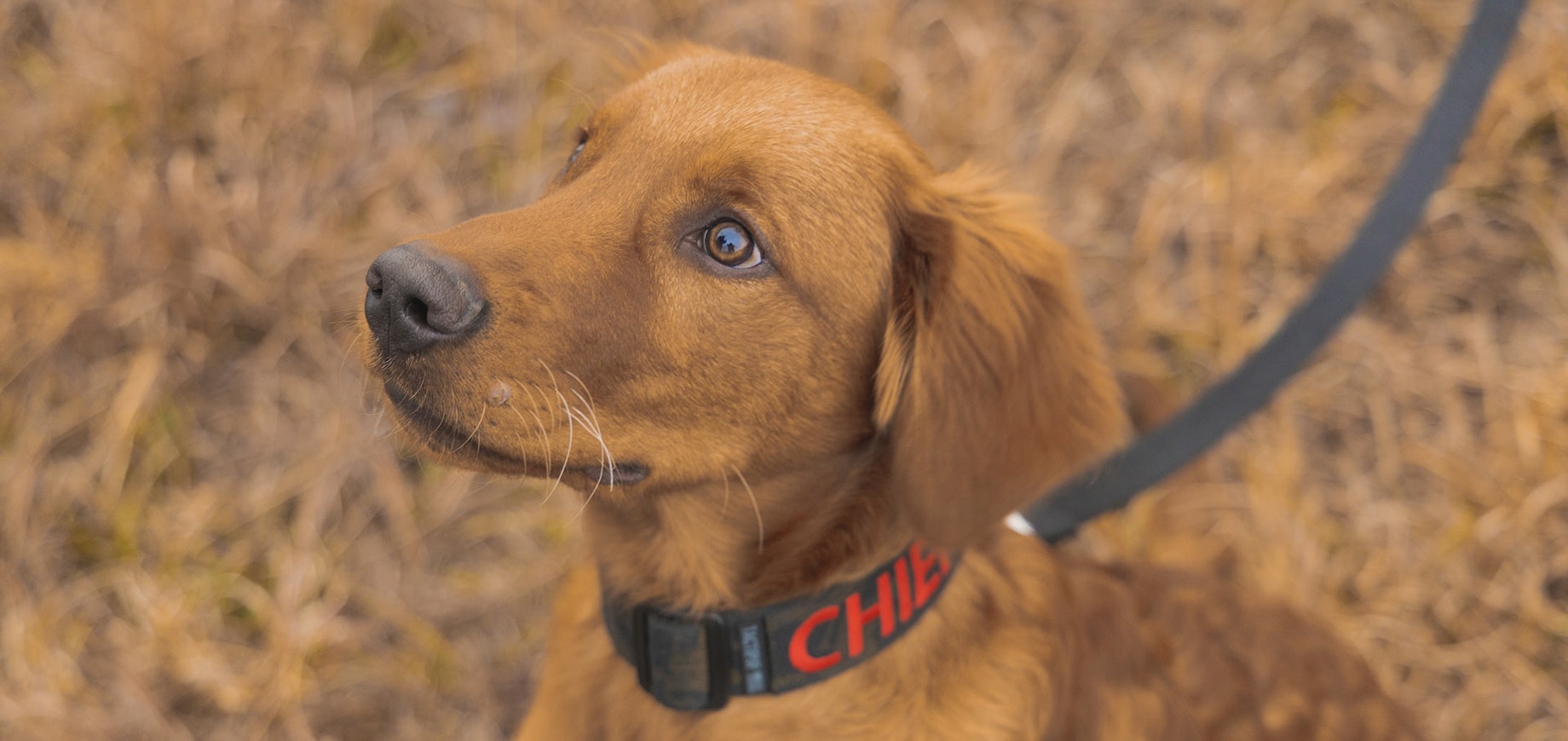 brązowy pies na tle trawy na smyczy