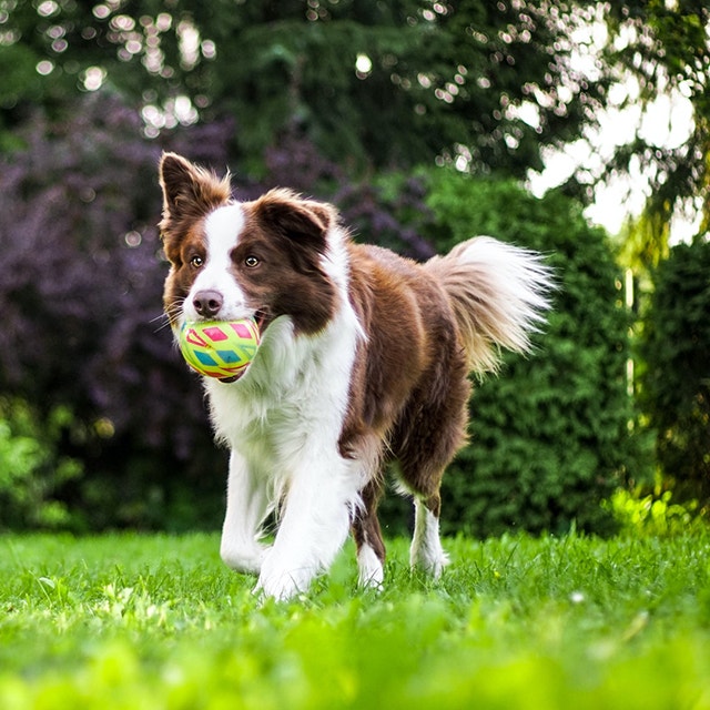 15 pomysłów na zabawy z psem w domu i na dworze