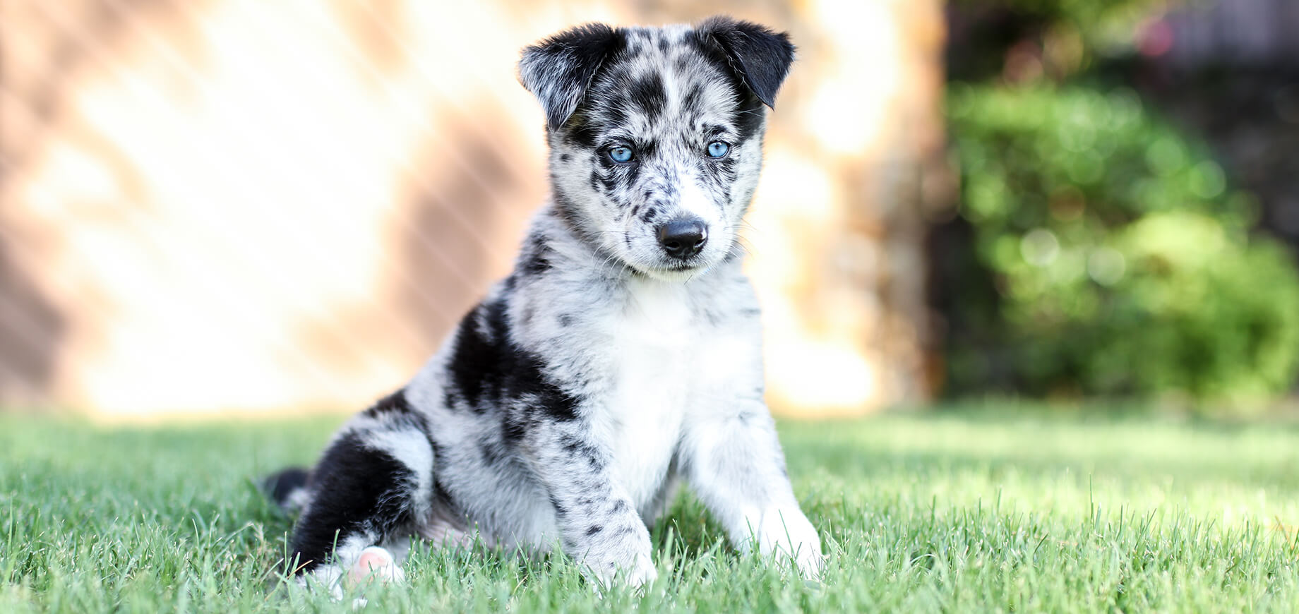 mały biało-czarny pies siedzi na trawie