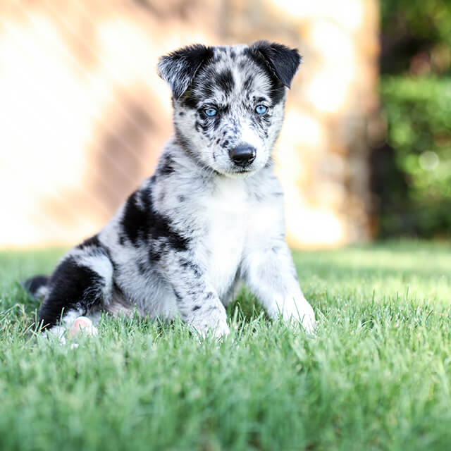 mały biało-czarny pies siedzi na trawie