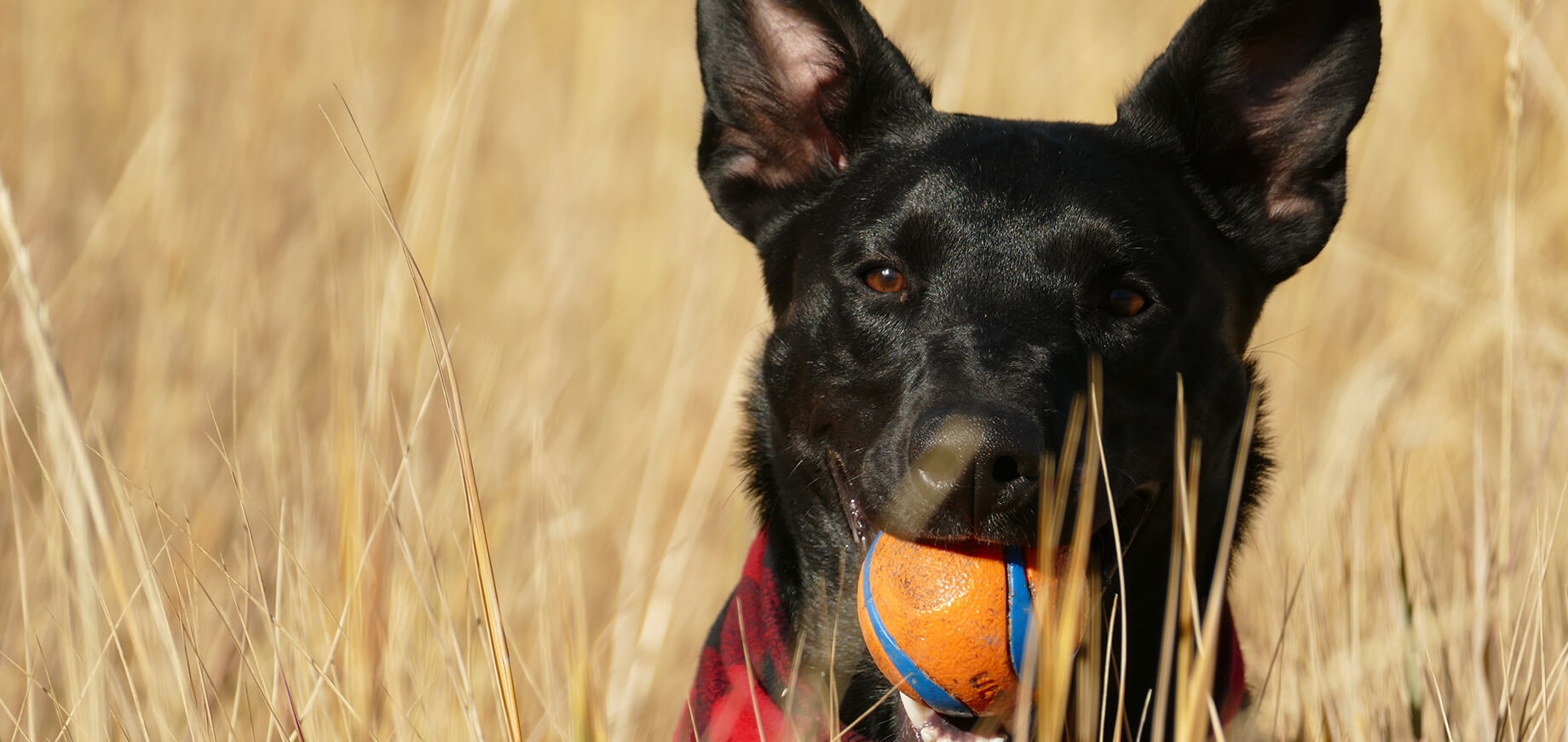 czarny pies w polu żółtej trawy z pomarańczową piłką w pysku