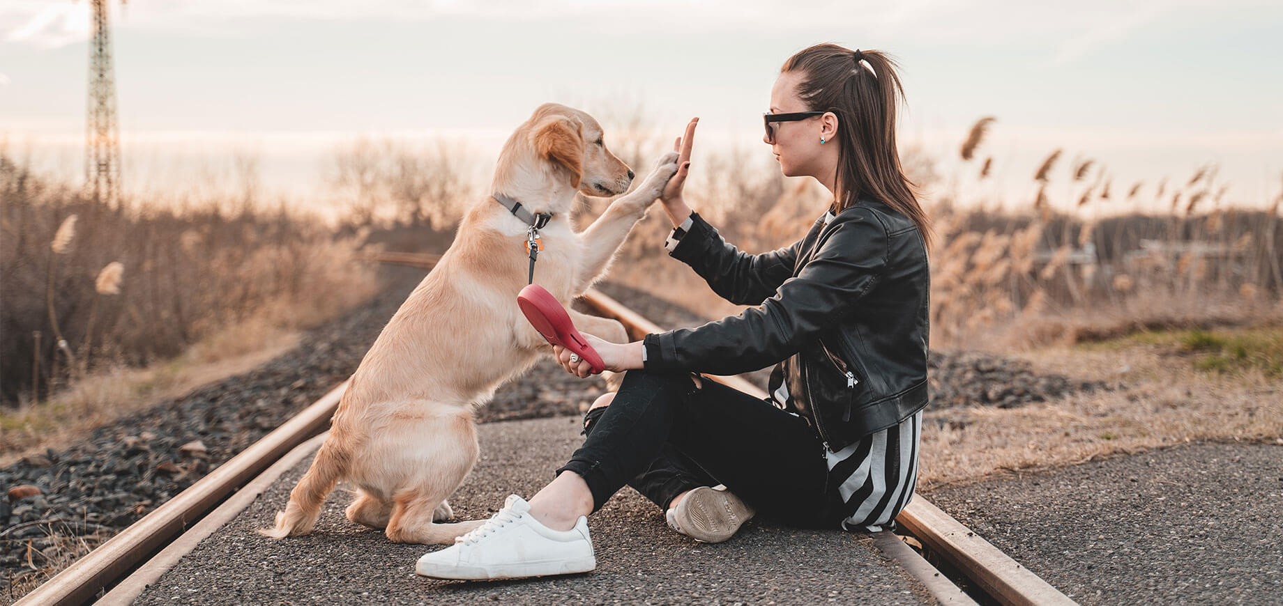 labrador przybijający piątkę kobiecie siedząc na drodze wśród pola