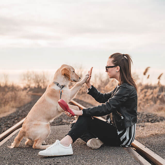 labrador przybijający piątkę kobiecie siedząc na drodze wśród pola