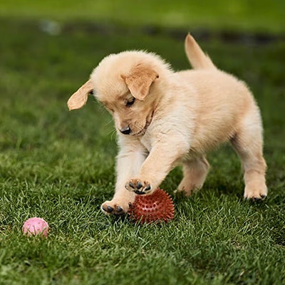 Pedigree Szkolenie szczeniaka 