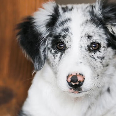 Pedigree Porady dotyczące adopcji