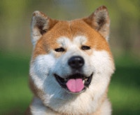 akita_1640007389940.png
