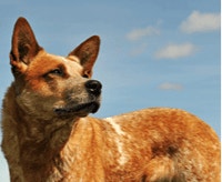 australian-cattle-dog_1624268964556.png