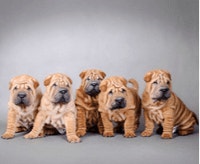 shar-pei_1624269586387.png